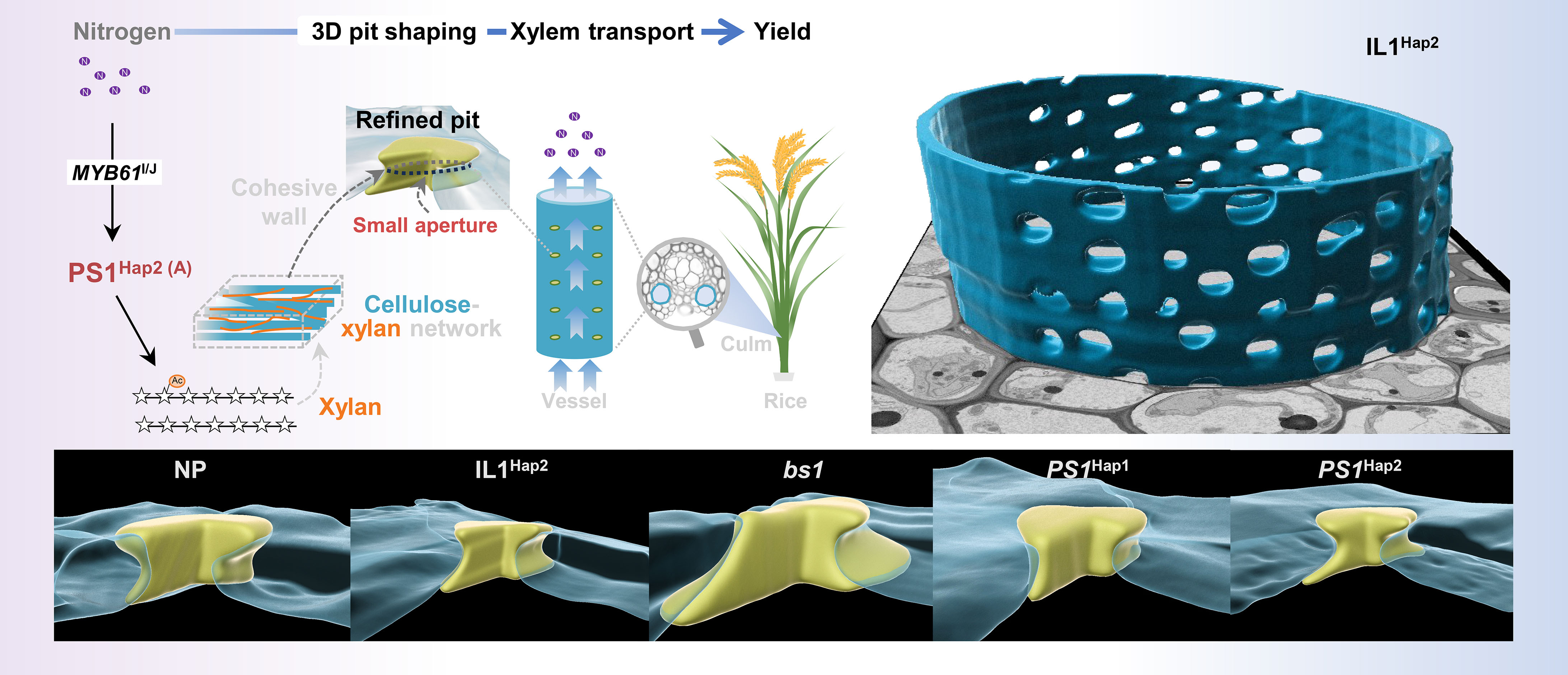 Researchers Reveal Pit-Shaping Module Sustaining Xylem Hydraulics and Rice Grain Yield