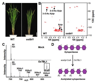 IGDB Scientists Found the Mechanism of Xylan O-acetylation and Its Function in Rice