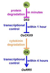 IGDB Scientists Reveal the Crosstalk between Strigolactone and Cytokinin in Rice