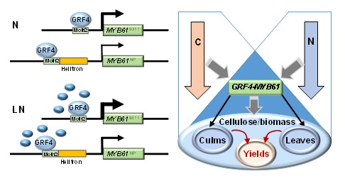 IGDB Scientists Identify a Molecular Connection between Biomass Production and Nitrogen Utilization Efficiency in Rice