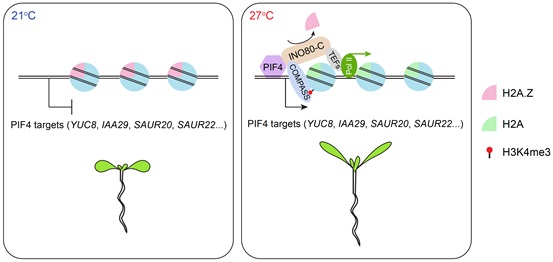 Researchers Reveal an Epigenetic Mechanism That Helps Plants to Live under High Temperatures