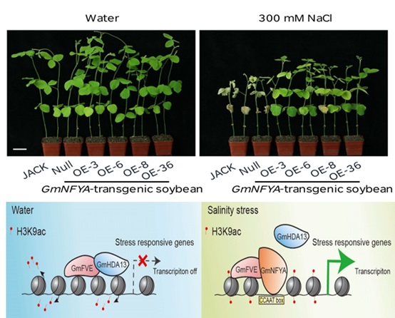 Nuclear Factor Y Subunit GmNFYA Facilitates Histone Acetylation for Salt Tolerance in Soybean