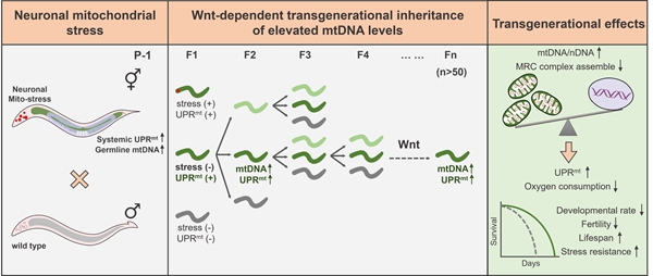 The Memory of Neuronal Mitochondrial Stress is Passed on to Their Descendants