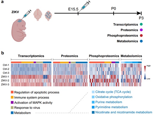 Researchers Reveal Metabolic Root of Zika Virus induced Microcephaly and Possible Treatment