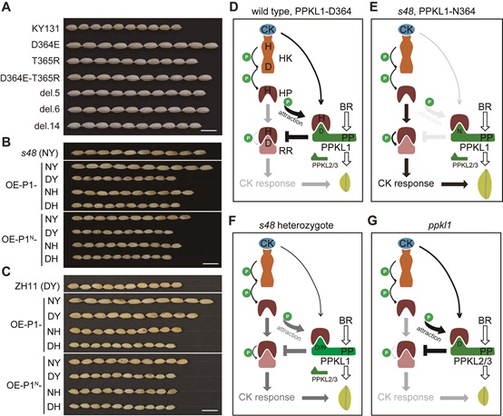 Scientists Discover the Control Mechanism of Plant Hormone Cytokinins