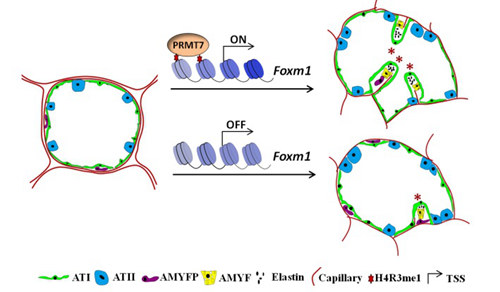 Researchers Reveal a Novel Epigenetic Mechanism of AMYFs Proliferation and Differentiation
