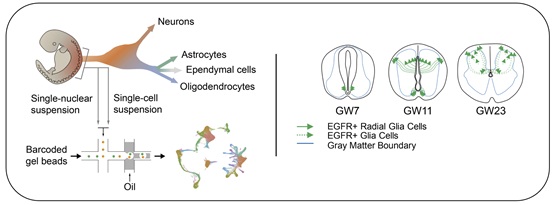 Researchers Reveal Dynamic Changes of Neural Cells in Developing Human Spinal Cord