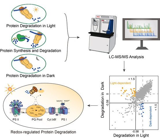 Researchers Reveal Light/Dark-Regulated Protein Degradation Events in Cyanobacteria