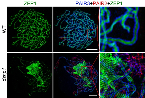 An E3 Ubiquitin Ligase DSNP1 Plays an Essential Role during Rice Meiosis