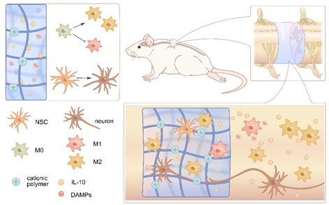 A Dual-functional Immunoregulatory Hydrogel Promotes Neural Regeneration after Spinal Cord Injury