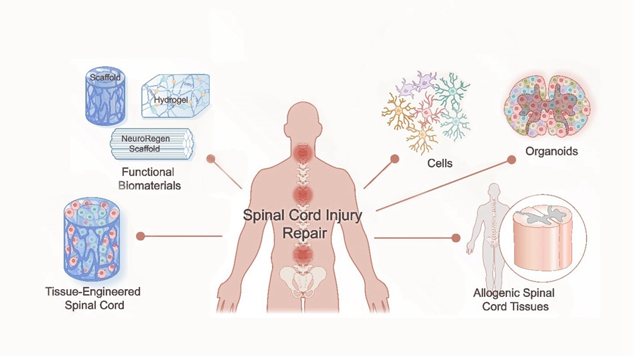 Advances in Biomaterial-Based Spinal Cord Injury Repair Exhibit Great Potential in Clinic