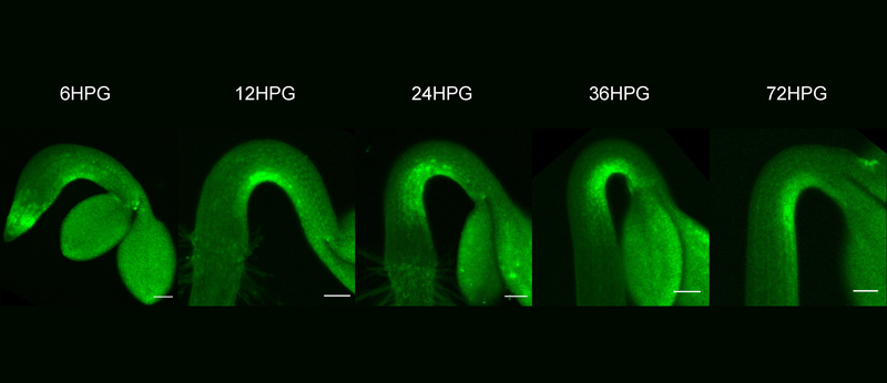Uncovered the Mystery of Apical Hook Formation for Seedling Emergence
