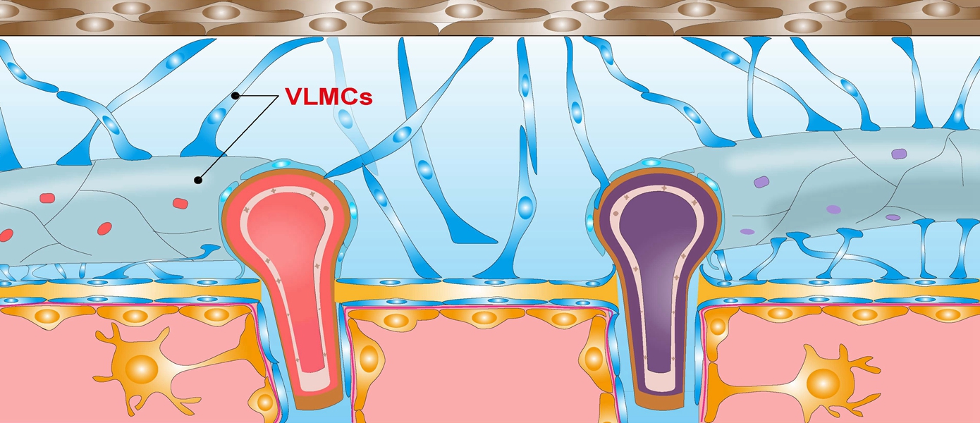 Molecular and Cellular Drivers of Hypothalamic Aging