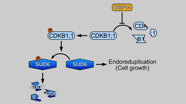Scientists Find New Mechanisms Regulating Endoreduplication in Arabidopsis