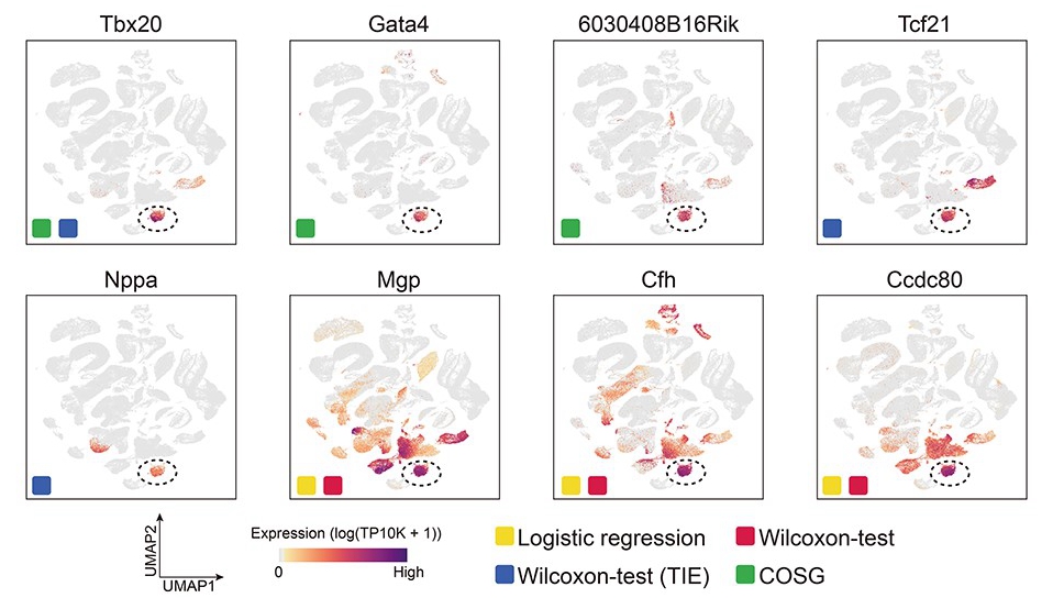 Researchers Develop New Method for Accurate and fast cell marker gene identification