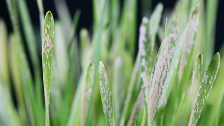 Scientists Leverage Multiplex Genome Editing to Create Disease-resistant Wheat