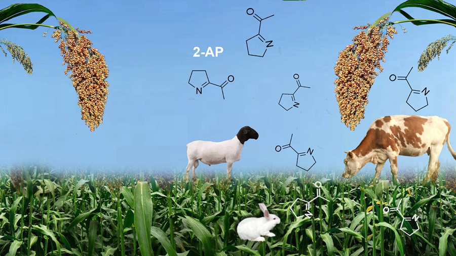 Fragrant Sorghum Products Will Appear on the Human Table in the Near Future