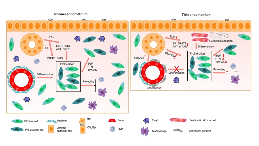Researchers Reveal Molecular and Cellular Alteration of Thin Endometrium