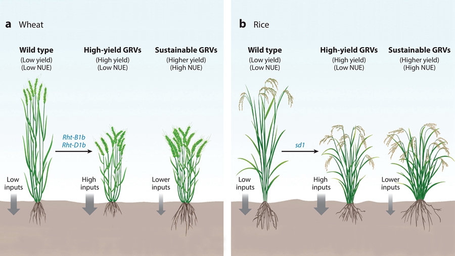 IGDB Scientists Propose a New 