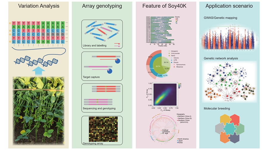A Highly Flexible and Low-cost Soybean SNP Array Was Developed