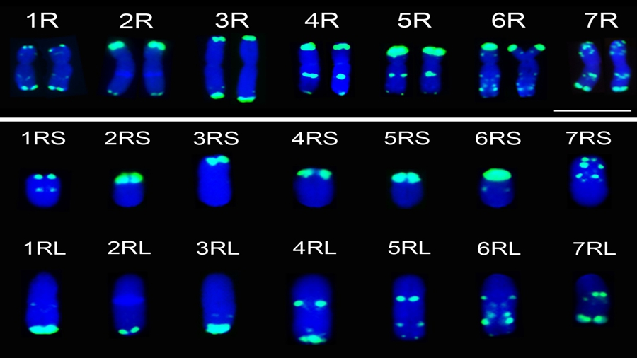 Novel Chromosome Engineering Materials Provide Resistance to Ug99 for Wheat Breeders