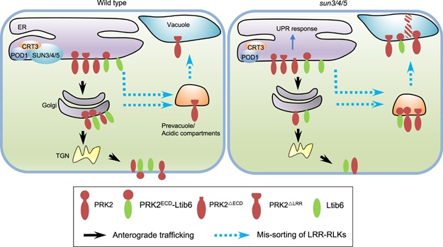 New Endoplasmic Reticulum Sorting Mechanism Was Discovered