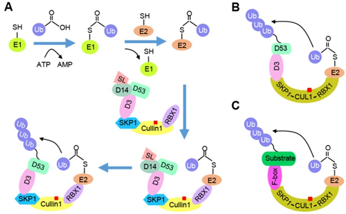 Researchers Provide Novel Platform to Reconstitute Functional Multisubunit SCF E3 Ligase in Vitro
