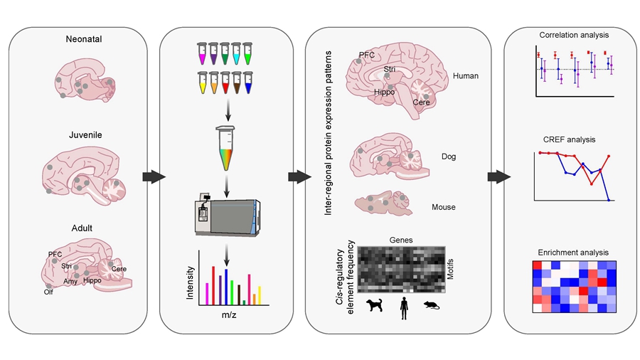 Researchers Construct a Spatio-temporal Expression Map of the Whole Brain Proteome of Domestic Dogs
