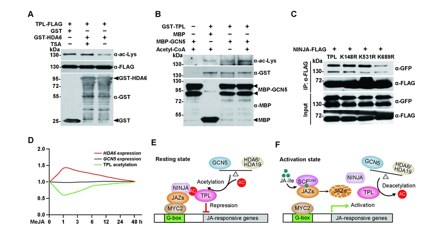 Reversible Acetylation of TOPLESS Acts As a Switch in JA Signaling.