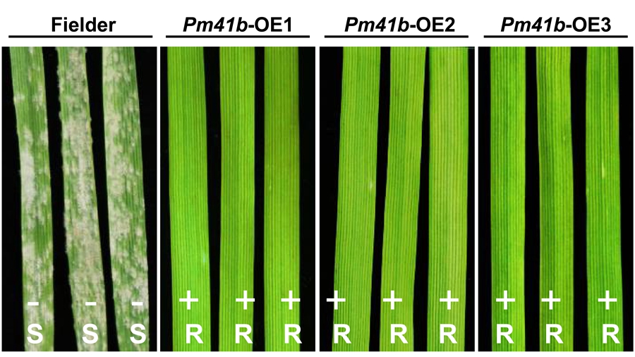Awaking the SLEEPING BEAUTIES in Wheat Genome: Provoking a Silent R Gene Confers Resistance to Powdery Mildew