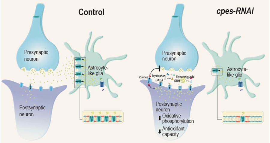 Endogenous Ceramide Phosphoethanolamine Modulates Circadian Rhythm and Longevity in Drosophila