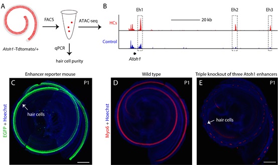 Enhancers Cooperate to Regulate the Master Transcription Factor Atoh1 for Sound Receptor Hair Cell Development