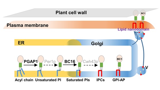 Glycosylphosphatidylinositol Anchoring Regulates Plant Cell Wall Mechanics