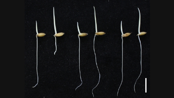 Researchers Uncover a New Crosstalk Between the Phytohormones Ethylene and Auxin