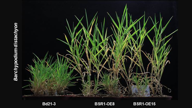 Researchers Identify Virus Resistance Gene from Wild Grass for Cereal Crop Improvement