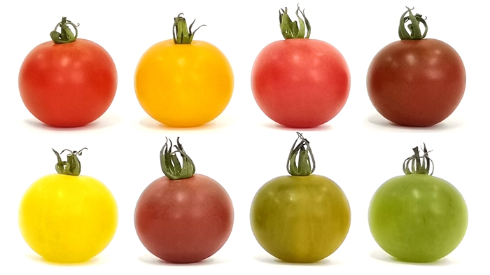 Multiplex Gene Editing Rapidly Customizes Tomato Cultivars with Different Fruit Colors