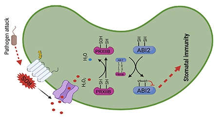 New Study Reveals How Plants Sense H2O2 to Regulate Immunity