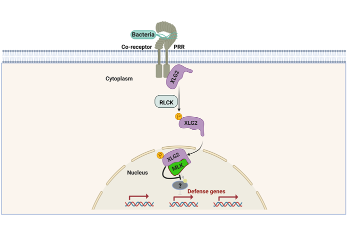 Researchers Discover a New Plant Immune Pathway Based on G Protein