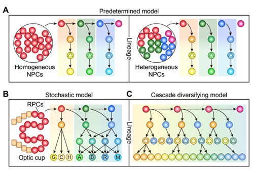 Strategies to Generate Neuronal Diversity