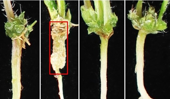 rRNA Modification Plays Significant Roles in Thermospermine-mediated Development