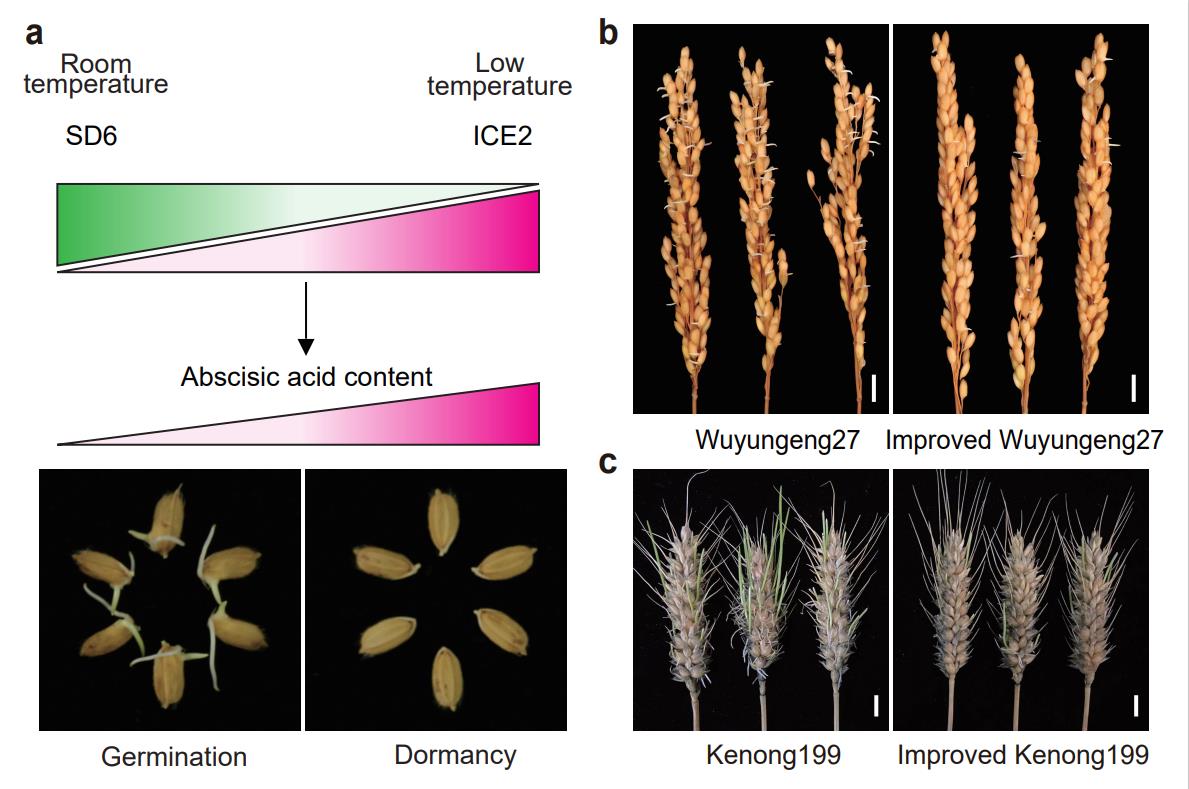 Researchers Solve Pre-harvest Sprouting in Rice and Wheat