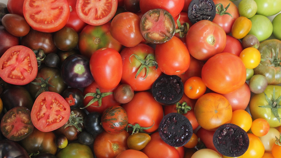 Researchers Reveal the Mechanistic Function of MED25 in Regulating Fruit Ripening