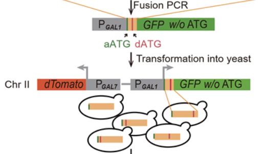 Ribosomes Search AUG Codons in a Bidirectional Scanning Process
