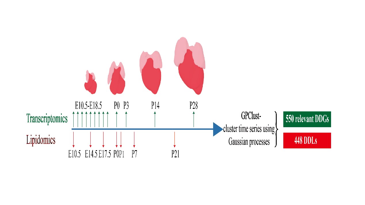 Researchers Reveal the Lipidome Atlas of the Developing Heart