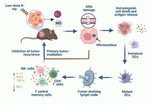 Researchers Develop Novel Gold Nanocluster Based Tumor Radiodynamic Therapy
