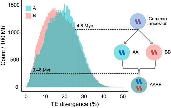 Researchers Decode Broomcorn Millet Subgenomes and Gene Loss Mystery