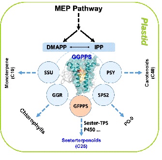 Chinese Scientists Discover a Novel Mechanism Controlling Terpenoid Network in Plants