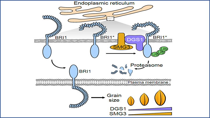 Quality Check: ER-associated Protein Degradation and the Control of Grain Size in Rice