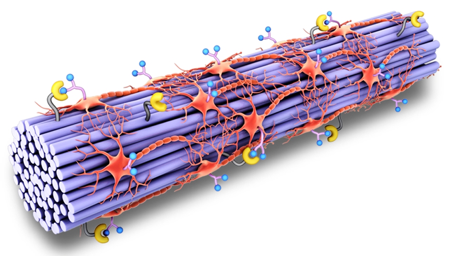 Researchers Engineer Spinal Cord-like Tissue with Drug Guiding Function via Covalent Interaction between Biomaterials and Cells
