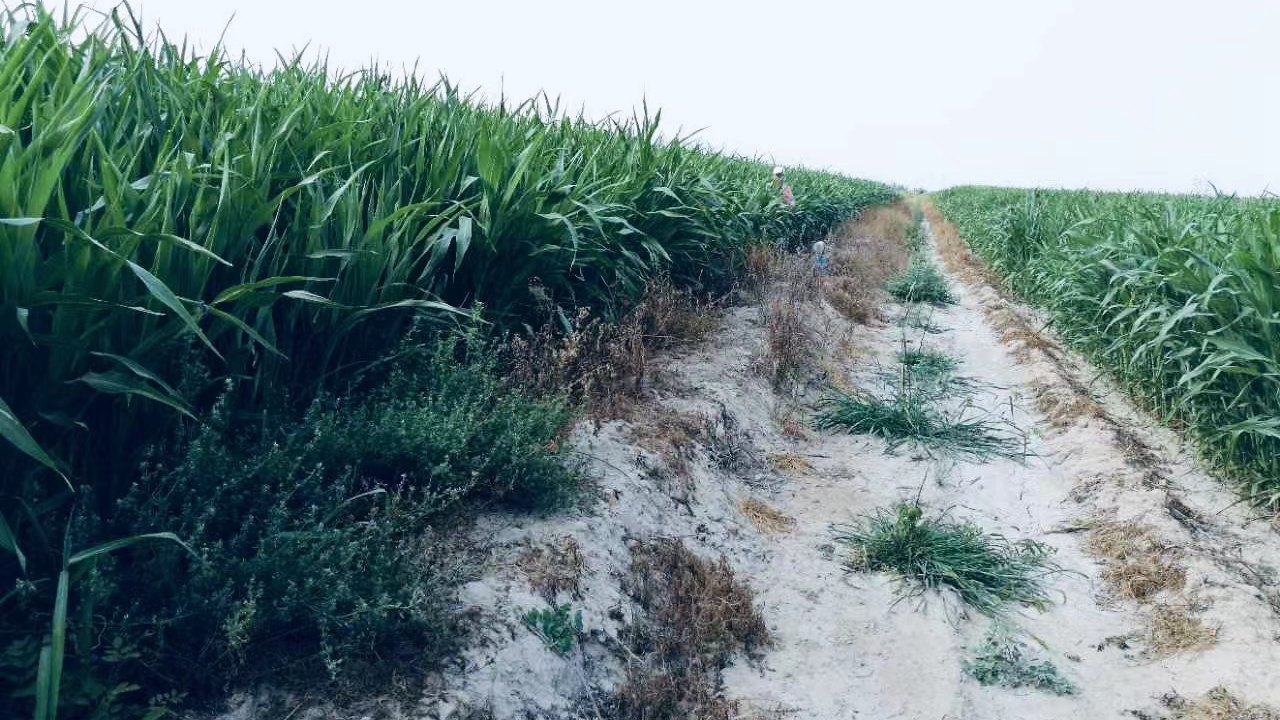 New Gene Discovery Points Way to Better Alkaline Tolerance in Crops